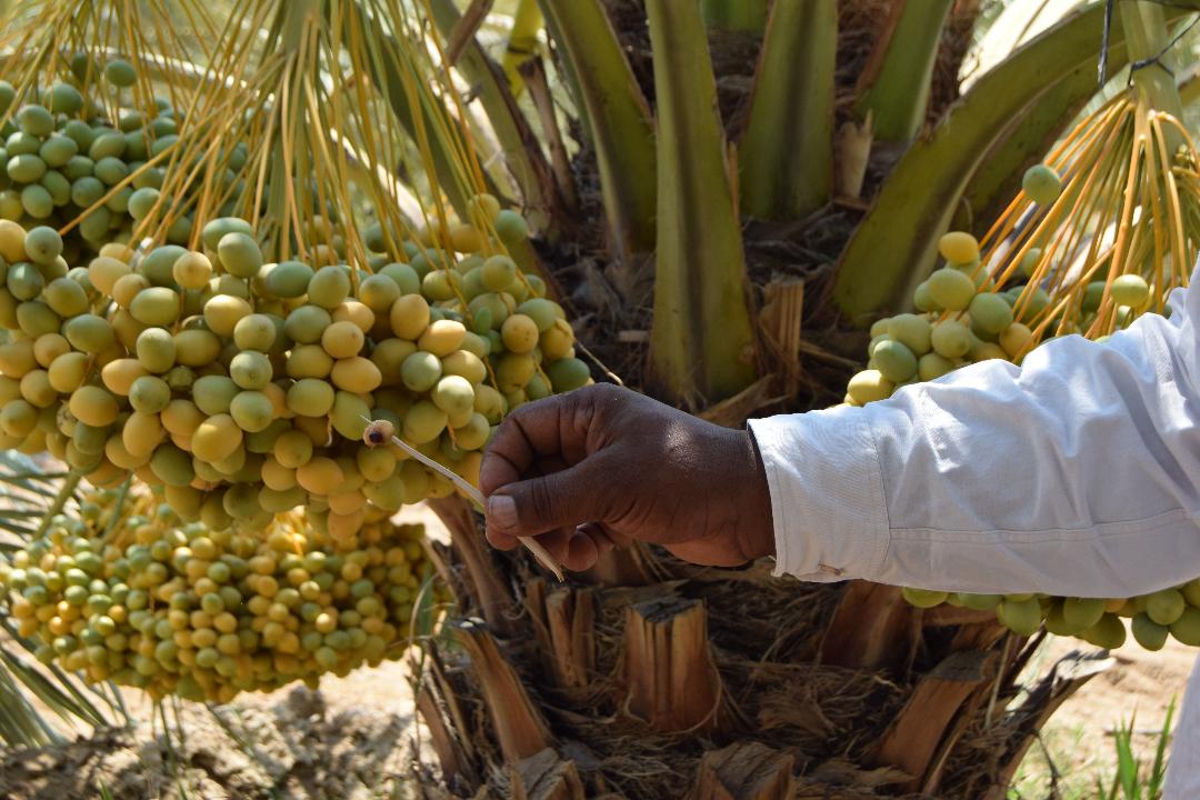 منظمات دولية تدعو لتحسين أنظمة إنتاج ونوزيع الأغذية