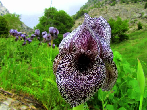 التنوع البيولوجي موروث وطني وامن غذائي مستدام