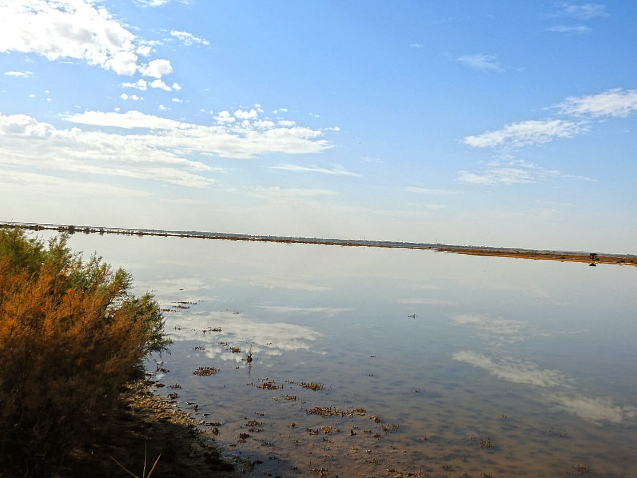 تسجيل أنواع جديدة ونادرة في في محمية الأزرق المائية يسهم في تحسن التنوع الحيوي