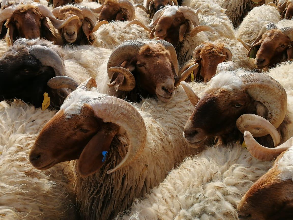 دراسة : قراءة البصمة الوراثية لأغنام العواسي من الأردن