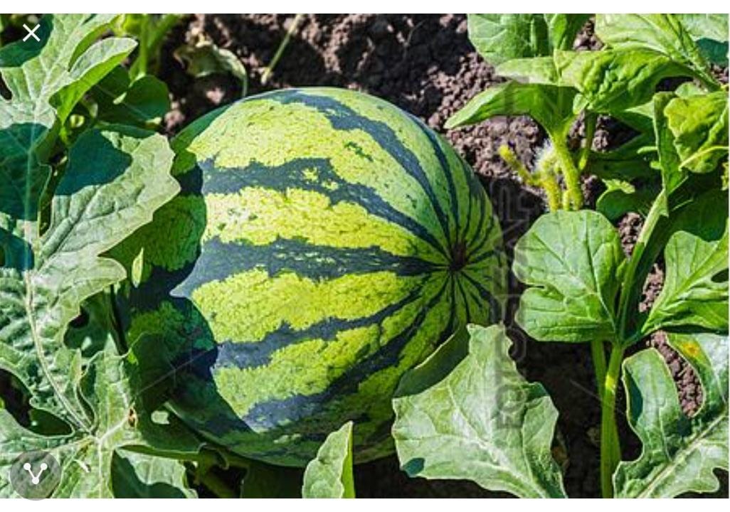 دراسة:السماد النيتروجيني يحسن ويزيد منتج البطيخ