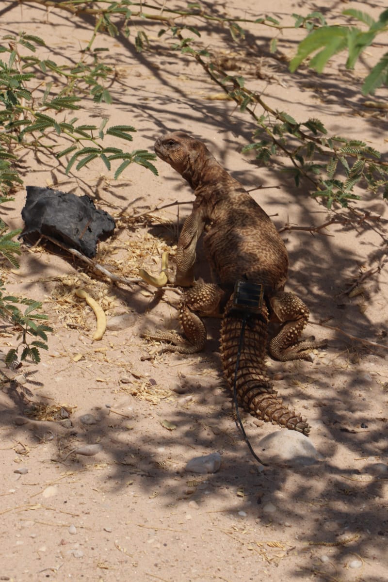 إطلاق أول جهاز تتبع لحيوان الضب في المملكة