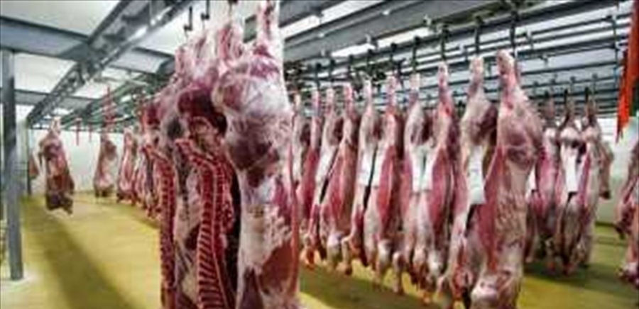 الهيئة الخيرية الهاشمية وقطر الخيرية توزعان 532 أضحية على أسر فقيرة