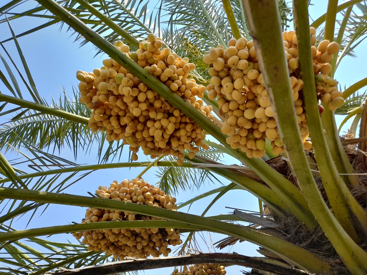 العابد : محطة الكرامة للبحوث الزراعية مجمع لأصناف التمور