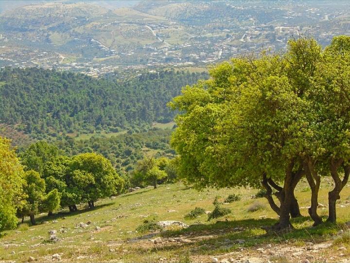 باحثة تنتقد الصيد الجائر وغير القانوني للأصناف المهددة بالانقراض