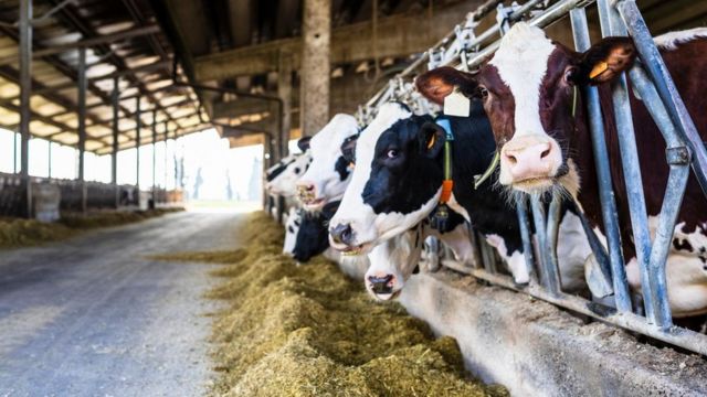 لماذا إرتفعت أسعار حليب الابقار؟