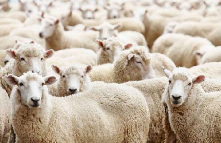 ما حكم أكل الأضحية كاملة دون تصدُّق أو إهداء؟