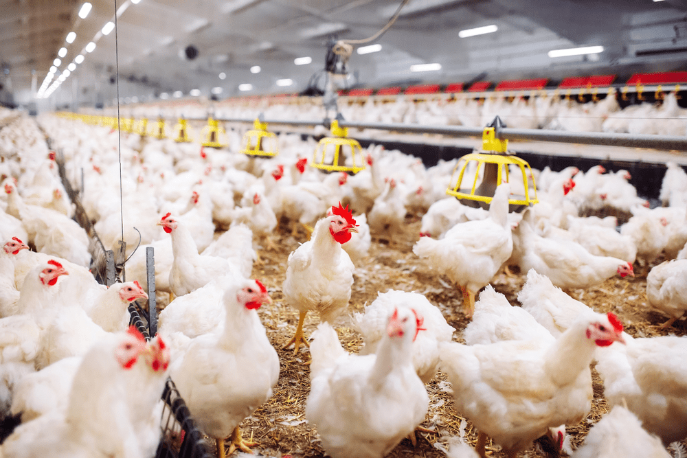 Unusual weather leads to poultry shortage, Jordan turns to imports