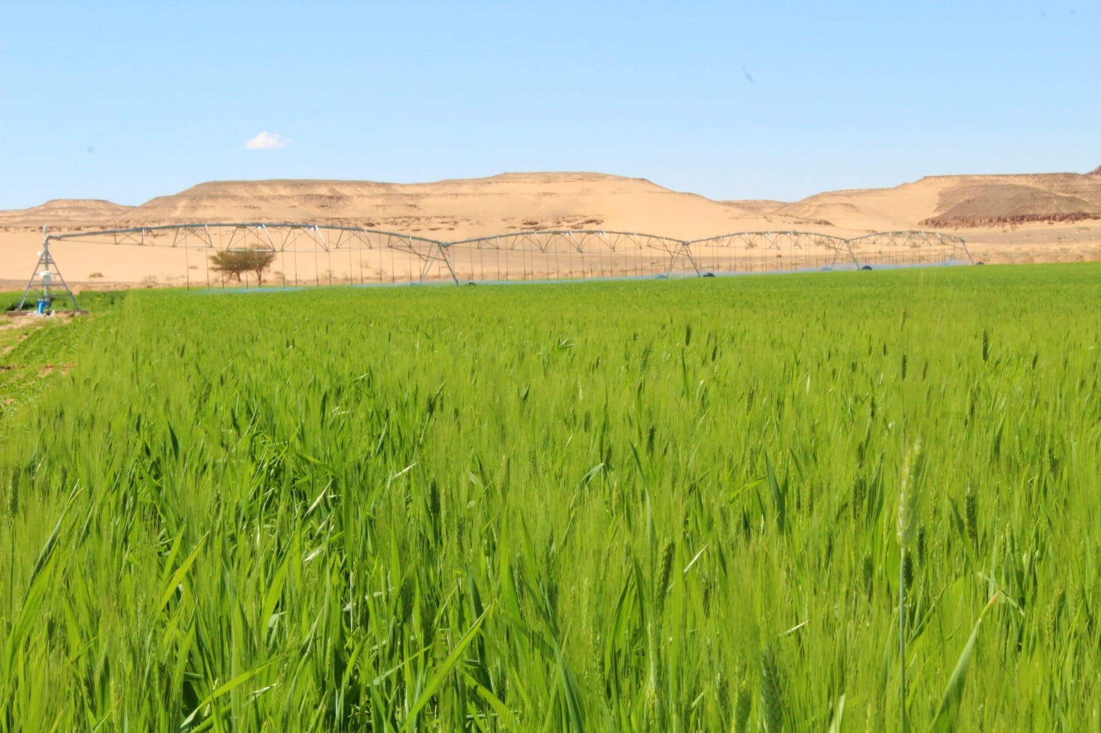 SSIF invests in agriculture to diversify portfolio and enhance food security