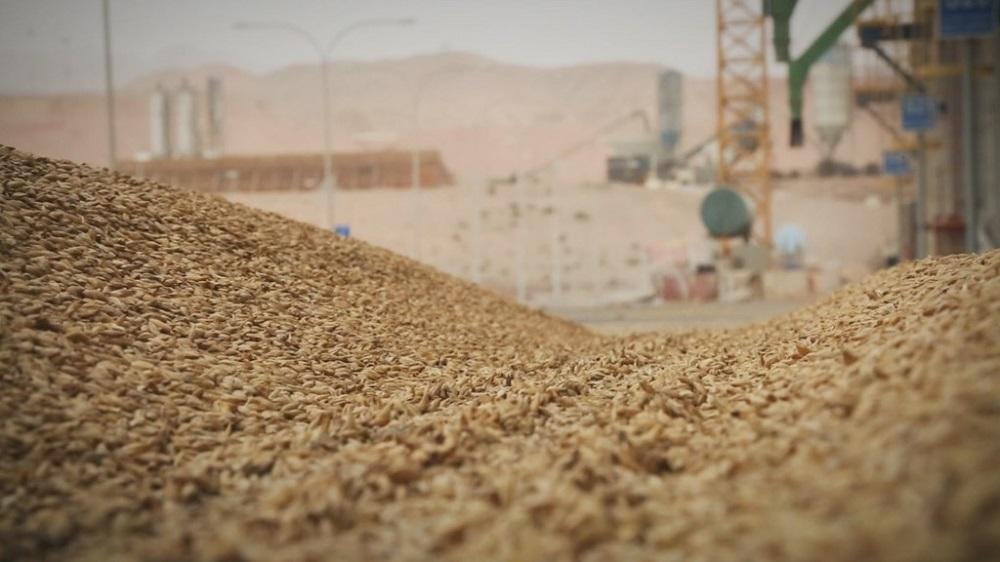 Jordan issues tender for wheat purchase for strategic reserves