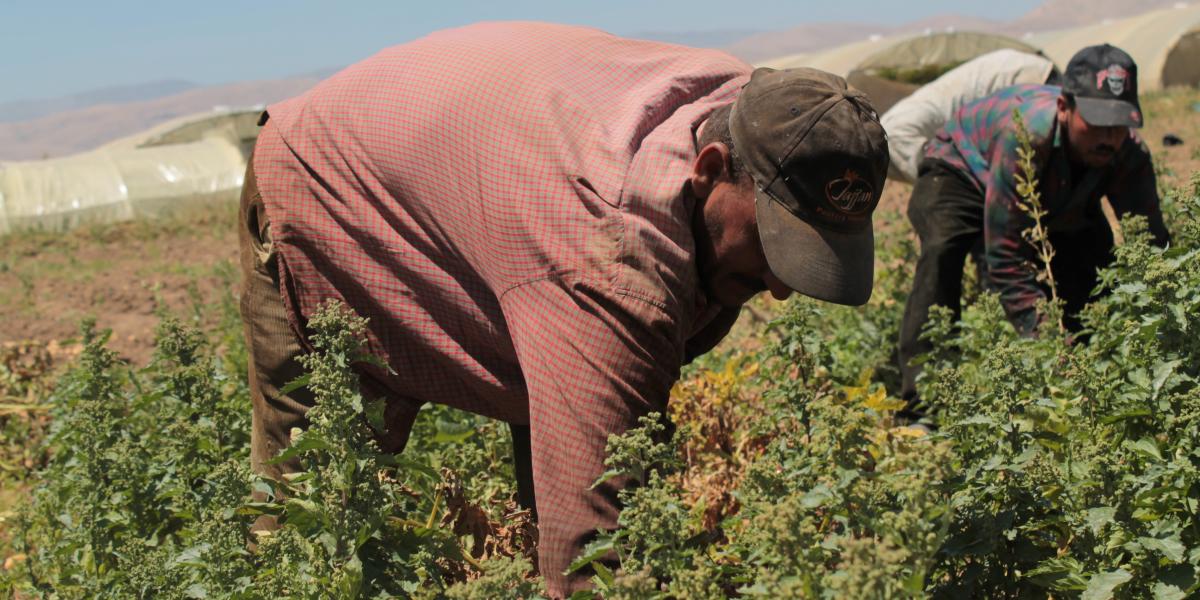 Phenix Center launches report assessing labor conditions in Jordan's agricultural sector