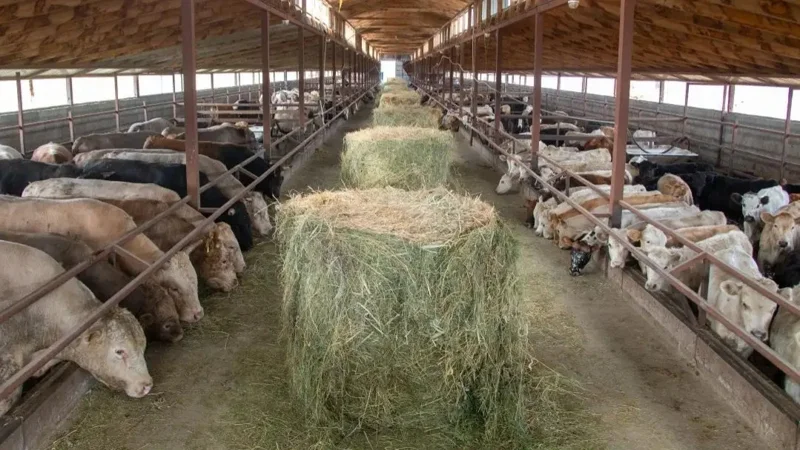 Six Kazakh companies ready to export meat, livestock to Jordan