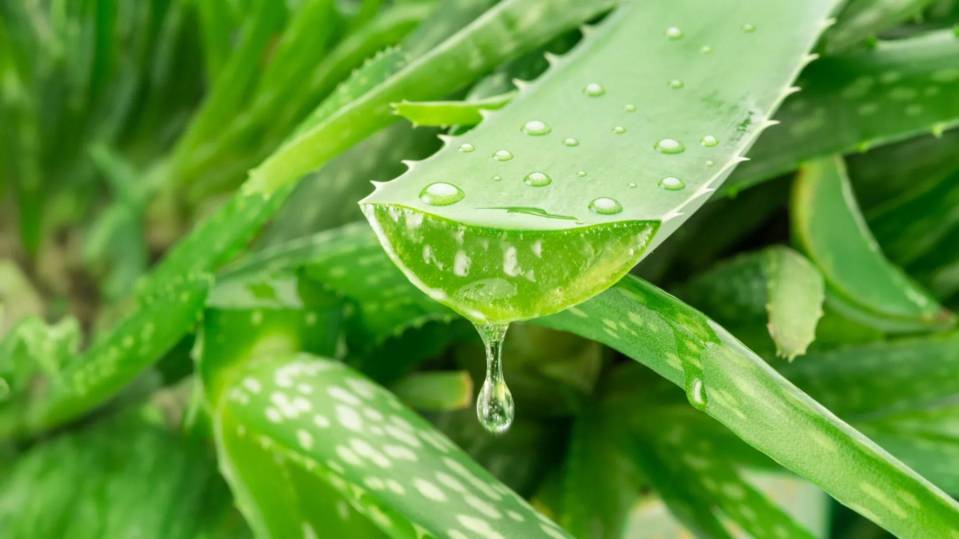 Aloe Vera compound shows promise in Alzheimer's research