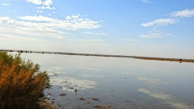 Photo of تسجيل أنواع جديدة ونادرة في في محمية الأزرق المائية يسهم في تحسن التنوع الحيوي