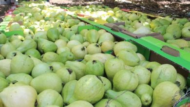 Photo of البحوث الزراعية : الطفيلة مناخ ملائم لزراعة الجوافة