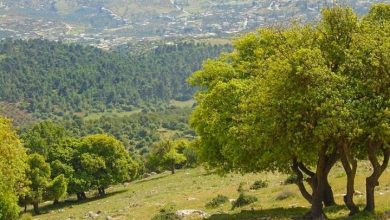 Photo of باحثة تنتقد الصيد الجائر وغير القانوني للأصناف المهددة بالانقراض