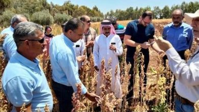 Photo of يوم حقلي في البحوث الزراعية حول زراعة الكينوا