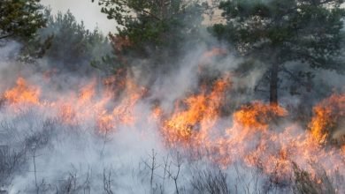 Photo of Firefighters extinguish major blaze in Ajloun woodlands