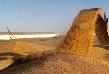 Photo of Wheat and barley stocks sufficient for up to 10 months – Trade Ministry