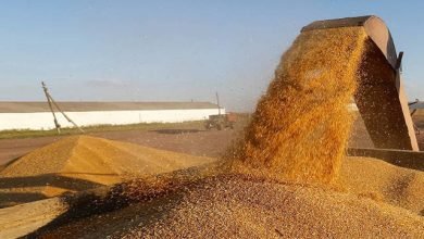 Photo of Wheat and barley stocks sufficient for up to 10 months – Trade Ministry