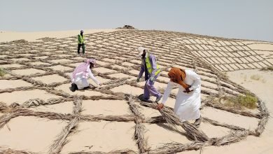 Photo of FAO praises Saudi Arabia’s plan to plant 10 billion trees