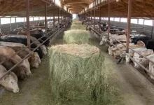 Photo of Six Kazakh companies ready to export meat, livestock to Jordan